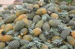 vente d'ananas - fruits et légumes nous sommes une société cherchant de clients pour nos produits. nous disposons d'une quantité importante de l'ananas. merci de nous contacter si intéressés