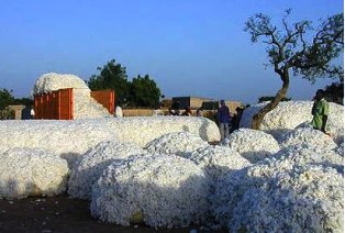 vente de coton graine - semence graine plant vendre de tonne de coton graine meilleur qualité au meilleur prix veuillez me contacter si vous etes intéressés