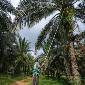 Huile de palme - huiles bonjour --nous somme une société situé ici au bénin .--nous recherchons des acheteurs sérieux pour notre huile de palme .--nous pouvons vous fournir n'importe quelle quantité dont vous avez besoin .--vous pouvez aussi descendre voir avec vos yeux bien avant 