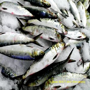 Exportation de poissons frais et confelés - fish we export fish like- chinchard,  squid,  octopus,  tako,  choco,  dorado,  tuna,  corned tuna,  mackerel,  croaker,  gray and white carp,  pike,  pelon,  vomer,  sardines,  mackerel,  denton,  mullet,  bream,  lich,  shrimp,  palometa,  lobster, rubban fish,  plaplat,  mouller,  mongo,  salmonette,  agro,  baila,  bonito,  sargo, 