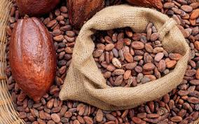 Cocoa Beans - coffee cocoa tea we are producers and suppliers of premium quality cocoa beans.we offer the cocoa beans at very competitive prices.please contact us for more details and procedures of delivery.