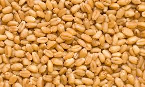 Wheat Seeds - roasted seeds and nuts we are producers and suppliers of premium quality wheat seeds.we offer the wheat seeds at very competitive prices.please contact us for more details and procedures of delivery.