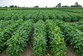  soja gmo brasil - céréales soybean gmo 2--soybean gmo 2--  	soybean gmo 2 soybean gmo 2 from brasil minimum achat 12500 mt , certification sgs or cciq paiment grain - soybean and corn - lc 100% , sblc operative - aswp - bag or flextank- soja from brasi - aswp - bag 60 kg- soja from brasil