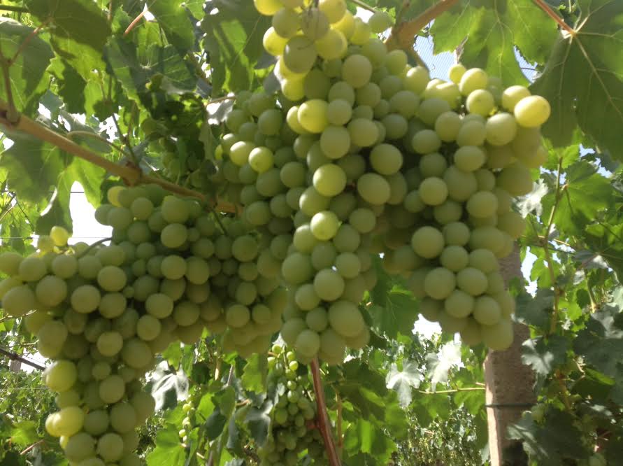 RAISIN VICTORIA - fruits et légumes encore sur pied recolte de raisin qte 1 hectare et demi de tres bonne qualite red glop et victoria  