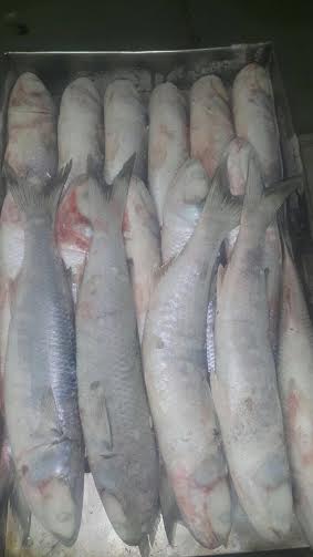 Grossiste de poissons en Mauritanie  - poissons bonjour,  je suis fournisseur grossiste de poisson  depuis la mauritanie. je travaille déjà avec de gros clients en côte d'ivoire et au togo . je souhaite élargir mon portefeuille de client vu que j'ai des grandes quantités de tonnes. merci de me joindre pour plus de