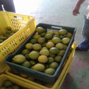 Fresh Lemon , Citron Frais #Tunisia - fruits and vegetables fresh lemon ready for the export from tunisia ,  all calibr availble ,  packaging plastic or carton or wood ,  dont hesitate to contact us for more information ,  we are already working with ,  italy ,  france and german client .--nifoaatshark-itc.--regards . 