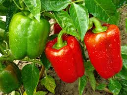 Financing of agro-industrial equipment - matériels machines search for partners to finance agro-industrial facilities for the expansion of agricultural land and establishment of a processing plant of peppers for export.--