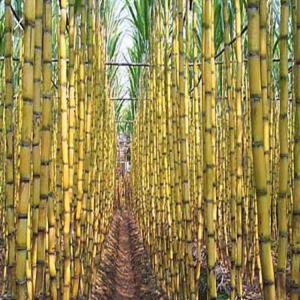 canne à sucre - fruits et légumes nous sommes une société d'import et export ,  nous pouvons livré l’europe ,  le prix mentionné est sans frais de transport et de transit ,  nous restons à votre disposition pour tout complément d'information.--ps - on peut également négocier pour 