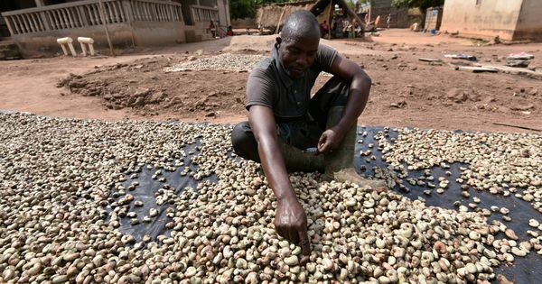 VENTE DE CEREALE MIL SOJA CAJOU ET AUTRES - céréales vente de cereale de tout gens telque mil;solgo;soja;cajou;meme amidon et sodabi etc je respect mon travail et je respect aussi les gens donc faite cela aussi a mon egard sil vous plais et par te mensonge--