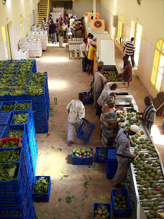 conditionnement de la mangue - Investissement capitaux nous possedons des terres au nord de la côte d'ivoire--n'ayant pas assez de fond nous sommes a la recherche de quelqu'un pouvant apporté des fonds pour un ou des centres de conditionnement de mangue