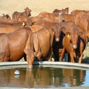 Vache et veau - live animals we currently have 1050 females and 850 males available. we can supply--you with 150 pieces/ month including pregnant females if you wish.----our cattle are above 15 months of age and they weight 300kg - 600kg--and above.they stand 130cm tall at the shoulder.all animals are--sanitary and bloodline ce