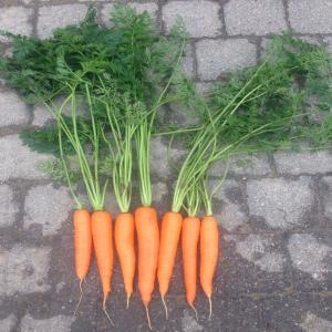 Producteur Belgique vend CAROTTES (récolte 2016) - fruits et légumes producteur vend carottes (belgique)----variété- nérac / elégance--origine belgique (flandres)--calibre- 20-45--conditionnement- brossées ou lavées,  sac 5kg/10kg,  sac polyfilet 20kg,  bigbag (1, 1mt)--récolte- août-septembre 2016----paiement---75%c