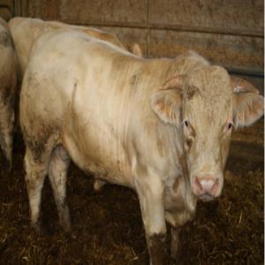 Taurillons  Engraissement Algérie - animaux vivants coopérative française spécialisé dans l'export de bétail vers les pays du maghreb depuis 40 ans (algérie, maroc, tunisie) propose des taurillons  d'engraissement charolais de 420/430 kg kg au prix de 2.95 cfr algérie. aubracs 420/430 kg 3.10 cfr alg&eac