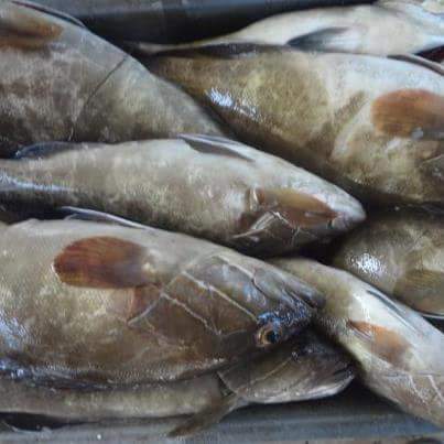 export poissons frais - poissons bonjour --nous sommes une entreprise sénégalaise d export de poissons frais vers les pays européens par dans le professionnalisme et la sécurité alimentaire nos produits sont nombreux et aimerais avoir un potentiel acheteur --merci 