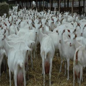 besoin de chevres ou chevrettes saanen - animaux vivants nous sommes des eleveurs algeriens.--nous avons besoin en urgence  de 250 à 320 chevres pleines ou chevrettes saanen de bonne race laitieres.----nous sommes tres serieux ,  nous sommes pret pour une transaction dans la semaine.--aux gens serieux prieres de prendre nos coordonnées pour f