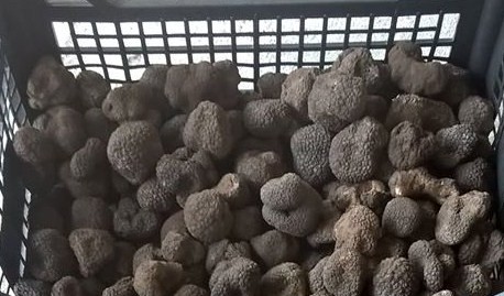  Truffles and Mushrooms  - champignon levure i sell fresh black truffles (tuber uncinatum) ... autumn selling black truffles (uncinatum)----les truffes fraîches noires (tuber uncinatum) ... automne vente de truffes noires (uncinatum)----trufe negre proaspete( tuber uncinatum) ... vand trufe negre de toamna(uncinatum)