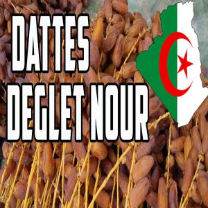 Dattes Algérienne PREMIUM  - fruits et légumes nous mettons à la vente sur le marché européen, asiatique et nord américain une grande quantité de dattes daglet nour d'algérie--- très bonne qualité (premium)--- récolte - année 2016--- variétés- branchées,  st