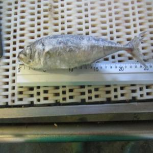 LOOKING FOR FISH  JUREL - poissons looking for fish from marocco or spain or portugal,  trachurus trachurus or jurel full tc 40ft container packed in plastic bag of 1kg in size 4-6,  and size 6-8 --