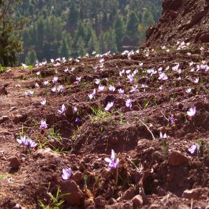 cherche clients pour Safran oukaimeden Maroc - épices aromates 3 ha sont plantés en safran bio. nous utilisons les techniques les plus naturelles pour sa culture. le climat et altitude lui sont très favorables. les analyses des stigmates ou pistils,  lui donnent des taux excellents par rapport à la norme internationales 36 32.le laboratoire 