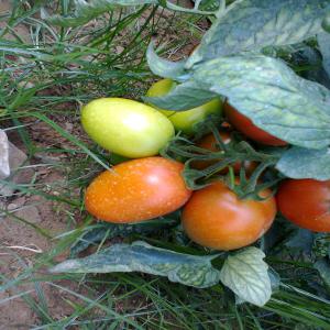 Tomate séchée sous les rayons du soleil - fruits et légumes société tunisienne située dans la zone du cap bon (gouvernorat du nabeul) spécialisée dans la production des tomates séchées de type allongé cultivées sur place sous la surveillance d'un ingénieur agronome et séchée 