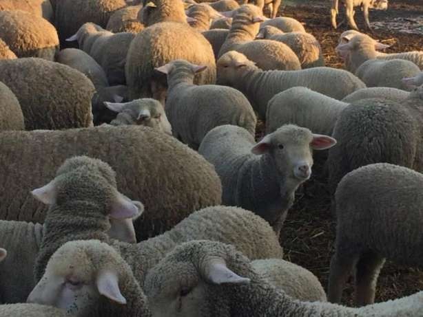 Sheep For Sale - live animals we export sheep and cattle livestock to the european union market,  countries like- italy,  czech republic,  croatia,  greece,  france,  holland,  belgium,  turkey,   as well as to countries from the middle east. 