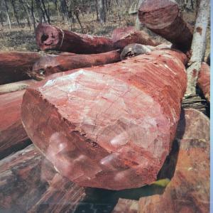 BOIS ROUGE ET BOIS FRÊNE  (bois en grumes) - bois charbon fibre nous sommes une entreprise située en république démocratique du congo,  nous disposons 100000 tonnes du bois rouge et bois frene en stock(bois en grumes). et nous sommes à la recherche des clients. nous sommes en mesure de vous fournir du bois en grumes en très gran