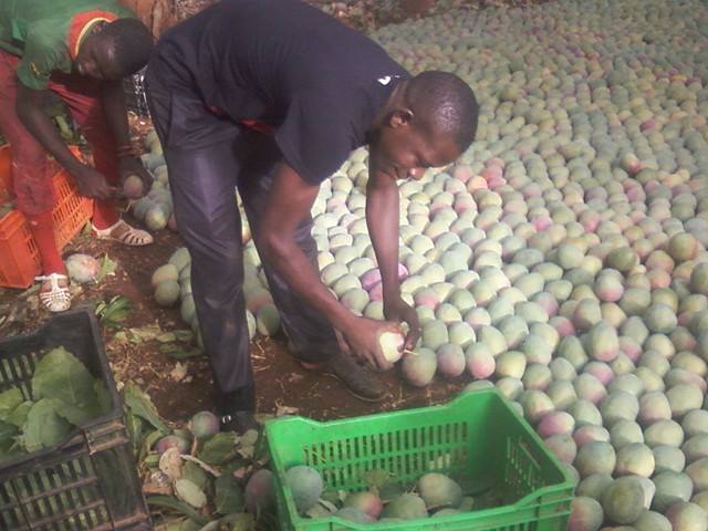 vente de Mangue en gros - fruits et légumes nous sommes situé dans le nord de la cote d'ivoire et  recherchons de potentiel acheteur pour une production de mangue. --début de la campagne-mars--fin de la campagne-juin--nous bouclons les commandes mi février.--nb- les mangues sont vendu en carton de 4kg--nous disposons auss