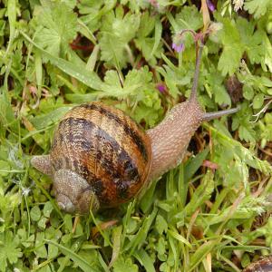 un contrat d'achat des escargots - animaux vivants nous sommes les héliciculteurs en lituanie et nous cherchons des partenaires en france pour faire le contrat direct et vendre nos escargots. --dans le cadre verdoyant de la campagne,  loin de toutes les polutions industrielles,  nous élevons dans le respect de la nature des escargots pet