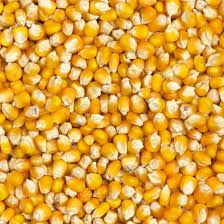 Maïs jaune bio - fruits et légumes stock disponible  pour contrat de longue duree maïs en grande quantite prix fob disponibles fiche technique a la demande nous contacter tres rapidement pour une cotation de maïs conditionné en sacs de 50kg. ----yellow corn non ogm available. ----please contact. 