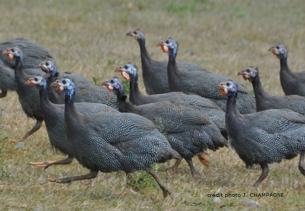 PINTADES REPRODUCTRICES ET PINTADEAUX VIVANTS - animaux vivants nous sommes producteur et distributeur de pintadeaux et poussin d'1 jr,  basé au bénin,  à la recherche de nouveaux clients.----envoyez nous vos demande,  nous les étudierons au cas par cas et selon votre point de réception.----merci