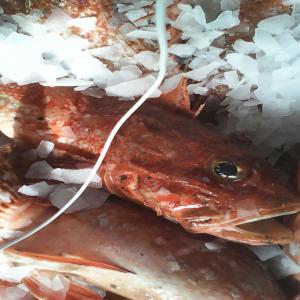 exportations de poissons - poissons bonjour dans le cadre de notre nouvel recherche de partenaire en poissons --nous restons très ouvrables a d'éventuelles importateur de poissons pour une marche de notre entreprise spécialisé sur la production de poissons de toutes sorte dans un professionnalisme et une se