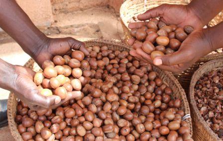 Le karité  - fruits secs et graines grillées nous disposons ici au bénin une importante quantité de karité a $350us. prix fob livr au port de cotonou.merci de nous contacter