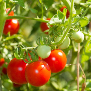 350 tonnes de Tomates-Cerises haute qualité dispo - fruits et légumes nos tomates-cerises sont produites à abidjan (en côte d'ivoire). elles sont disponibles à la vente à des prix à la tonne très attractifs. nous pouvons livrer partout dans le monde. nous contacter pour plus d'informations.