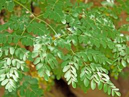 Recherche des clients de moringa bonne qualite - matiere vegetale je suis un producteur de moringa olreifera en tunisie je vends des plantes,  grains de marque et je cherche un marche rentable voici mes contacts- 