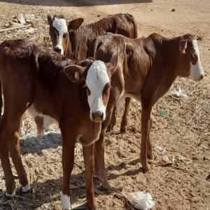 Etude et réalisation de projets agropastoraux  - conseil et formation entreprise spécialisée dans l'agropastoral,  btp...--pour tous vos projets d'élevage,  nous disposons d'une équipe d'experts pour vous accompagner jusqu'à l'atteinte de vos objectifs.--nous intervenons dans les domaines avicoles,  piscicoles,  ruminants- business plan, 