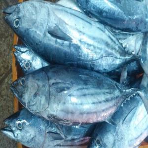 Recherche d'acheteurs de thon skipjack - poissons nous recherchons en côte d'ivoire des acheteurs de poissons --poissons thon skipjack. nous pouvons livrer plus de deux conteneurs --possibilité de livraison en une semaine selon nos conditions.----svp plaisantins s'abstenir 