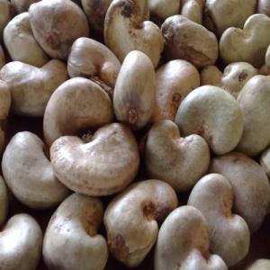 Cashew raw(anacarde brute) - fruits secs et graines grillées we have good quality of cashew raw .price 1$/kg (1000$)ton.