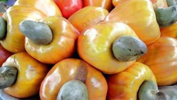 1000 tonnes de noix de cajou - fruits et légumes nous sommes à la recherche d'acheteurs de produits vivriers et de noix de cajou. au bénéfice de la campagne 2017 nous disposons de 1000 tonnes de bonne qualité et aussi la possibilité de produire de la tomate et du piment pour certains clients.