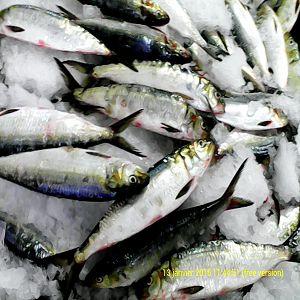 Poissons frais de l'Atlantique - poissons nous vous proposons une large gamme de poissons frais en provence des côtes mauritaniennes pechés et envoyés le jours meme à prix très compétitif,  --entre autres -dorade, poulpe,  calamar, les œufs de millet,  saule,  crevettes,  denton,  rascasse,  mero,  filet