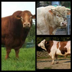 bovins vivants ( taureaux 800 à 900 kg ) - animaux vivants société algérienne ---nous voulons importer 80 taureaux par mois d'un poids de 800 kg et 900 kg vif race limousin charolais ou montbeliard race pure non croisé . --nous voulons des prix raisonnables par rapport au cours et cotation du marché français pour le