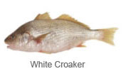 Interested in yellow croaker /white croaker - fish we are interested in purchasing --2x40ft yellow croaker / white croaker immediately .--whole round ;scaled; gutted.--sizes 500gr/1000gr--iwp with label  in boxes of 8 kg.--cif anvers