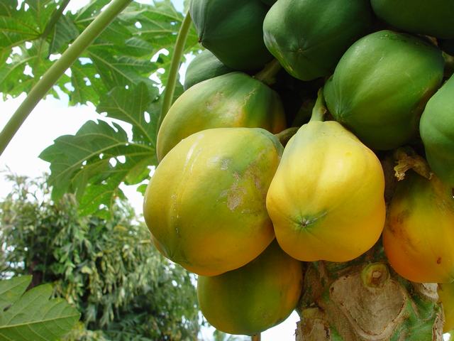 Papayes 100%bio - fruits et légumes produits frais rigoureusement triés dès la récolte. le conditionnement est très strict. livraison par voie aérienne dès le 21ème jour suivant la date de signature du contrat