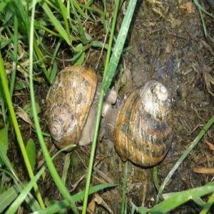 Ventre Escargot reproducteur Gros gris BIO  - animaux vivants disponibles tout de suite 20mille escargots gros gris bio élevés dans le sud de la france à 0, 80 € / pièce. --stock limité,  frais d'envoi gratuit. 