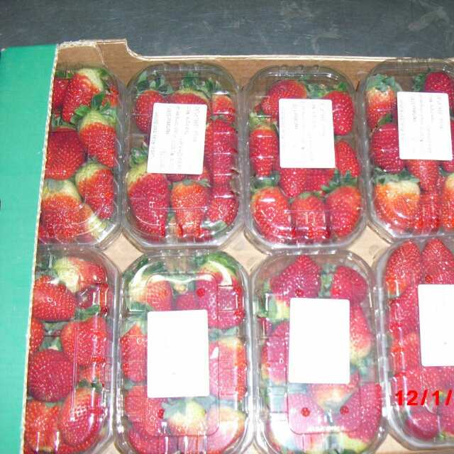 Export Fraises = Strawberries - fruits and vegetables nous sommes une société de d'exportation de fruits et légumes --nous avaon du fraises fraiche pour exportation.----we are an export company of fresh and frozen fruits and vegetables ,  we have strawberries ...