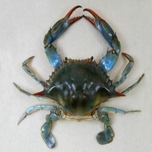 Crabe bleu de Tunisie - coquillage crustacé nous pouvons vous fournir de la crabe bleu (nom scientifique - portunus mauritianus ward) d'origine tunisienne.--