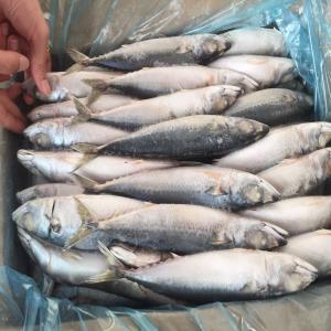 Mackerel offer -China - fish we can offer mackerel from china.size  150-250/250-350/200-300/300-500/500+--packing  10kg/ctn or  15kg/ctn----27tons per container.