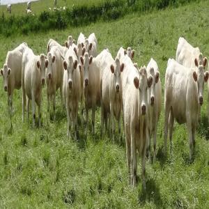 REPRODUCTEURS RACES  A VIANDE ET LAITIERE - animaux vivants société franco-roumaine spécialisée dans l'import-export vous propose toutes catégories de bovins (reproducteurs et engraissement) de race charolaise, limousine, salers, aubrac, montbéliarde etc, , , ainsi que  des ovins de race île de france, suffolk, charolai