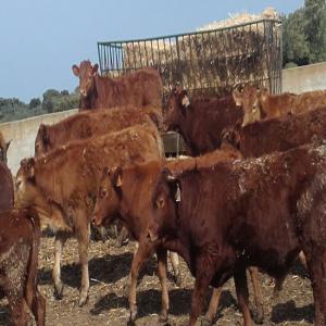 Veaux croise charolais limousin du Portugal - animaux vivants sté portugaise cherche au maroc des importateurs  des veaux pour engraissement .--races -limousin,  charolais,  angus,  croises.--200 bovins race croise limousin charolais disponibles pour sortir du portugal de 20 de janvier .poids +- 320  kg