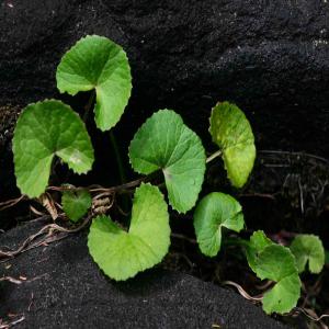 CENTELLA ASIATICA DRIED LEAVES FROM MADAGASCAR - vegetable matter we collect wild plants such as centella asiatica and siegesbeckia orientalis . in the part of eastern madagascar. we supply dried leaves and packing in polypropylene bags of 25 kg to 30 kg.----we also produce essential oils ravintsara ( cinnamomum camphora ) of niaouli ( melaleuca viridiflora ) of r