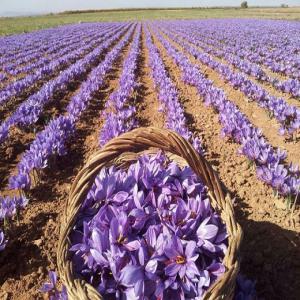 Cherche des clients pour du safran bio de maroc - épices aromates je suis un agriculteur du safran au maroc précisément a la region de taliouine. disponible en vrac et en boites de 2, 5, 10 grammes.